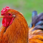 brahma chicken flock
