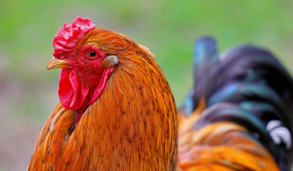 brahma chicken flock