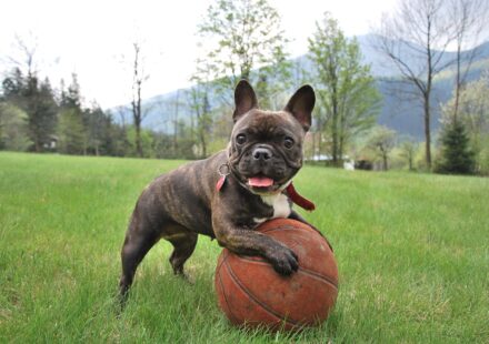 brindle french bulldog puppy