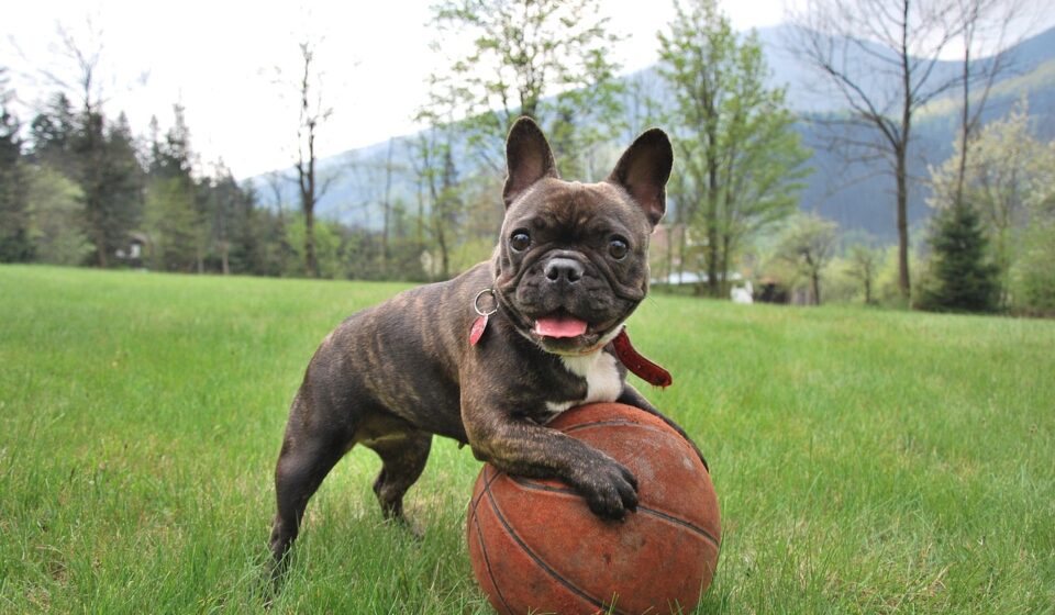 brindle french bulldog puppy