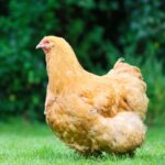 buff orpington chicken