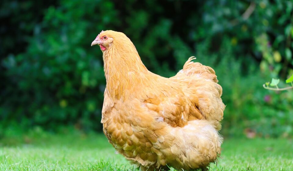 buff orpington chicken