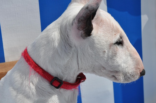 A Bull Terrier eating from a slow-feeder bowl, illustrating dietary management