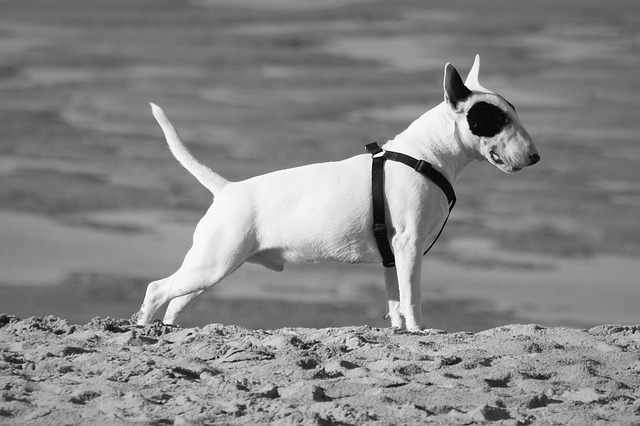 A Bull Terrier with mild skin irritation, showing the need for veterinary attention