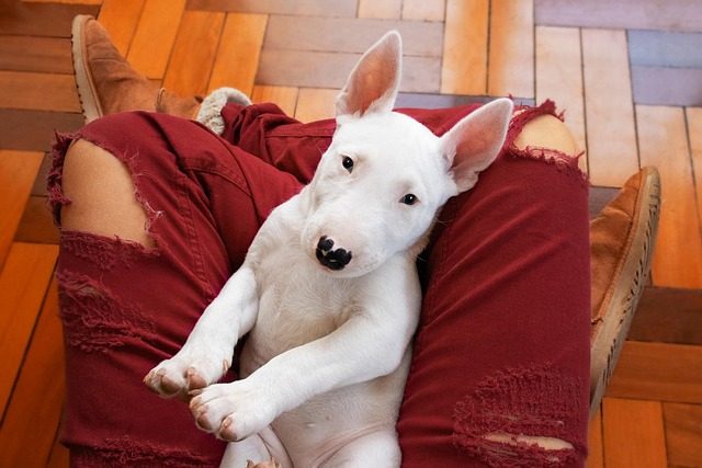 A Bull Terrier puppy looking inquisitively at the camera, highlighting its unique head shape (bull terrier bull terrier bull terrier)