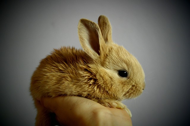 A cartoon rabbit digging a hole, looking mischievous (rabbit jokes)