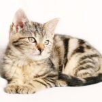 cat hernia illustration