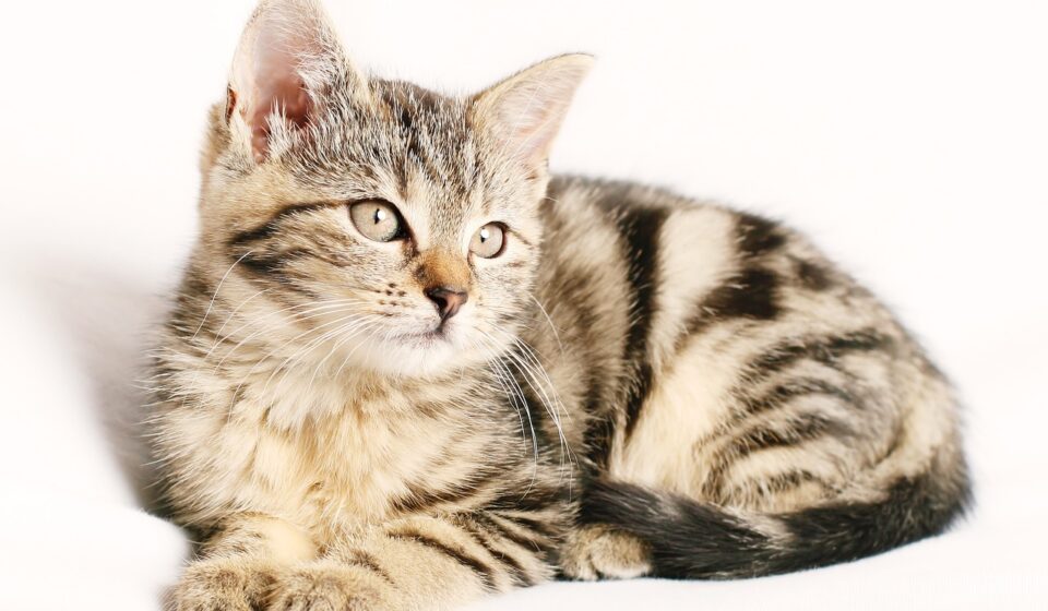cat hernia illustration