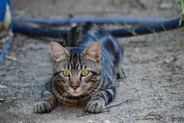 Cat intently stalking a feather wand toy (cat toy toy)