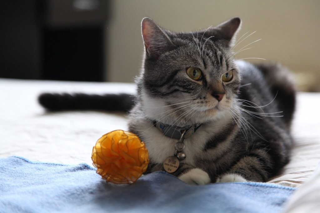 cat playing with toy
