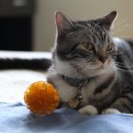 cat playing with toy