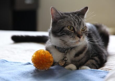 cat playing with toy