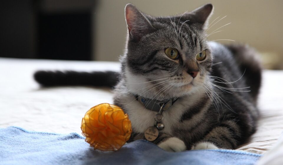 cat playing with toy