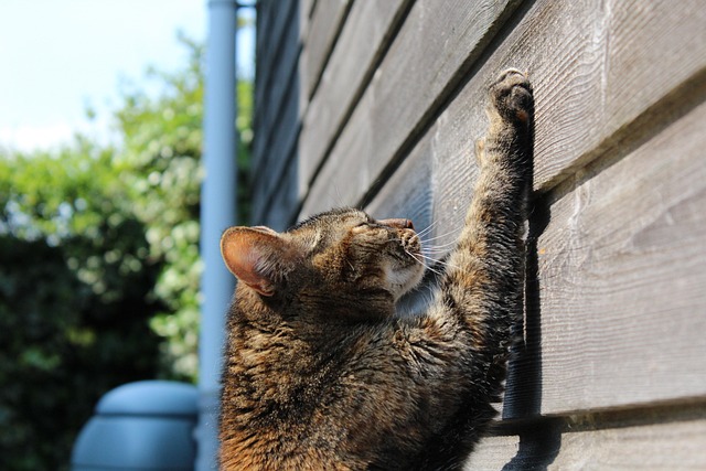 Cat scratching its ear with a red, inflamed inner ear visible