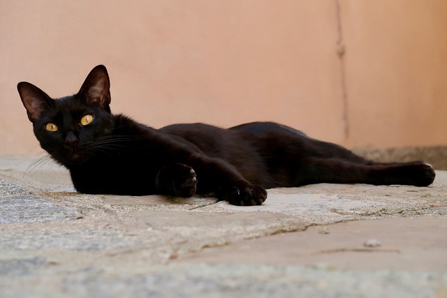 Cat sitting calmly on a windowsill