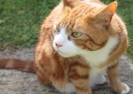 cat sniffing litter