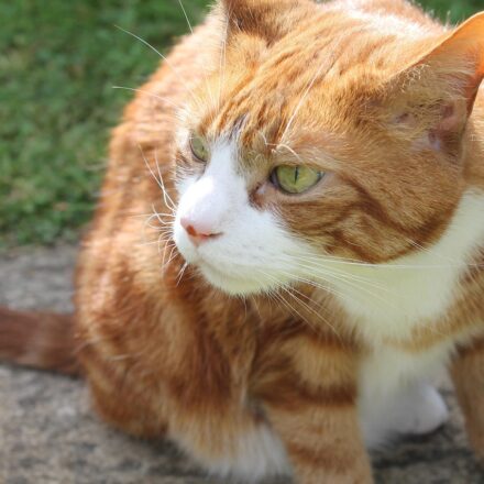 cat sniffing litter