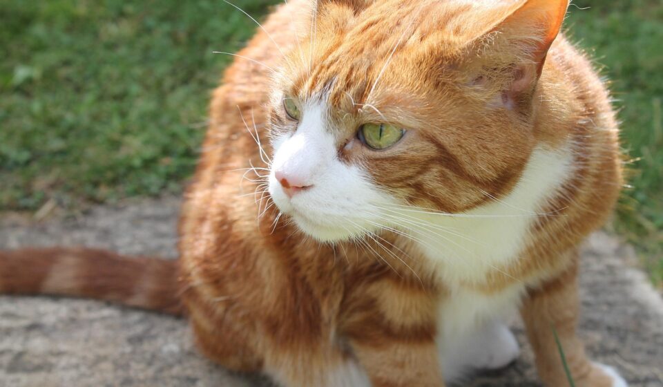 cat sniffing litter