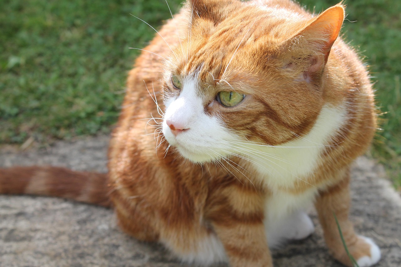Cat Litter Cats: The Surprising Truth About What Your Feline Needs