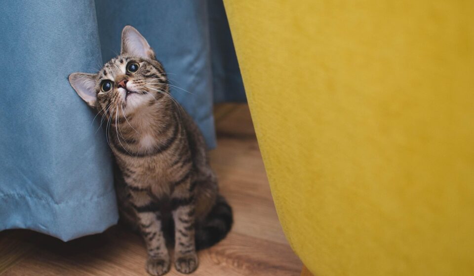 cat vomiting illustration