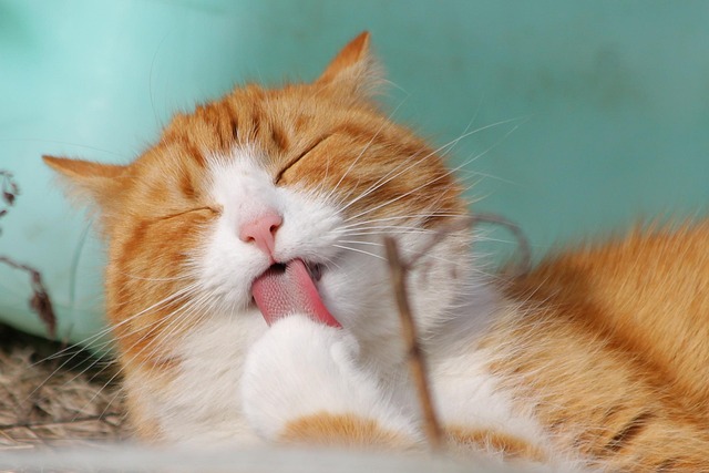 A cat wearing a post-surgery cone collar looking calm