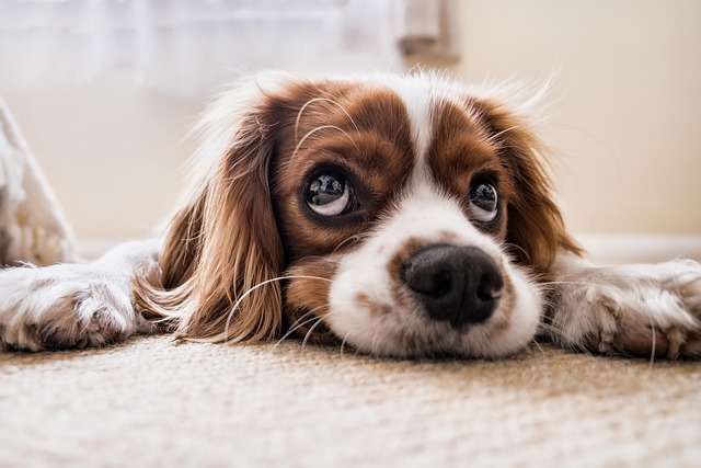 A Cavalier King Charles Spaniel interacting gently with a child, showcasing their friendly nature.