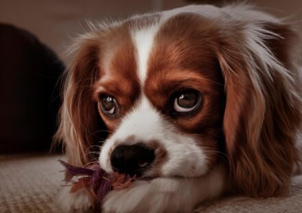 cavalier king charles spaniel puppy