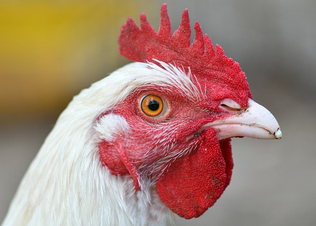 A chicken with its head in a pile of chopped celery, appearing to eat it.