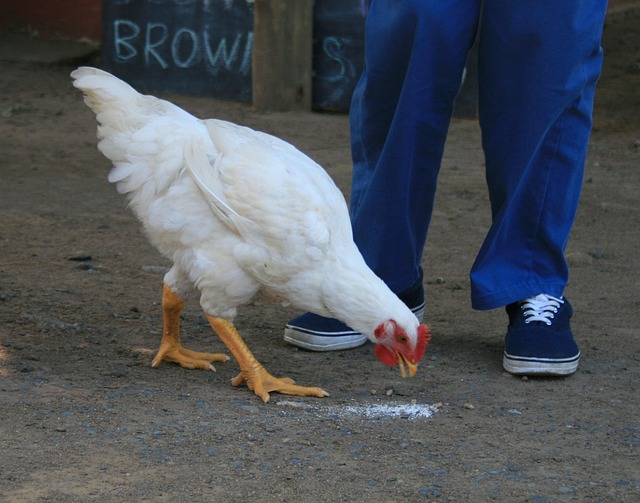 A chicken pecking at a pile of mixed grains and vegetable scraps