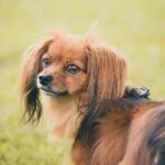 chihuahua chinese crested mix dog