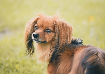 chihuahua chinese crested mix dog