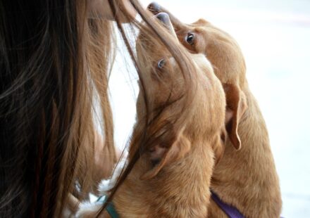chiweenie dog