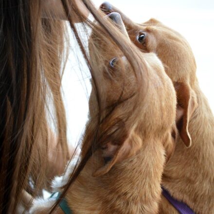 chiweenie dog