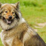 chow chow dog
