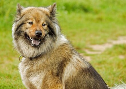 chow chow dog