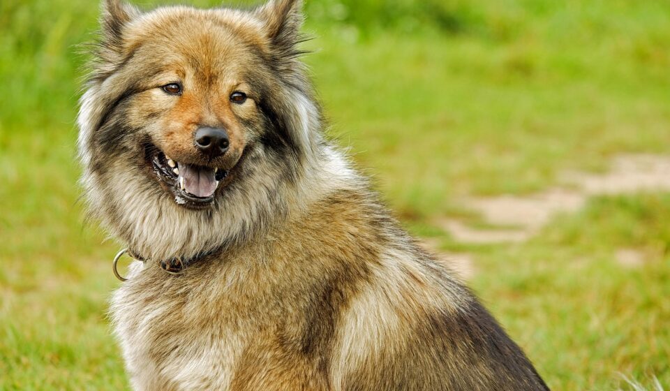 chow chow dog