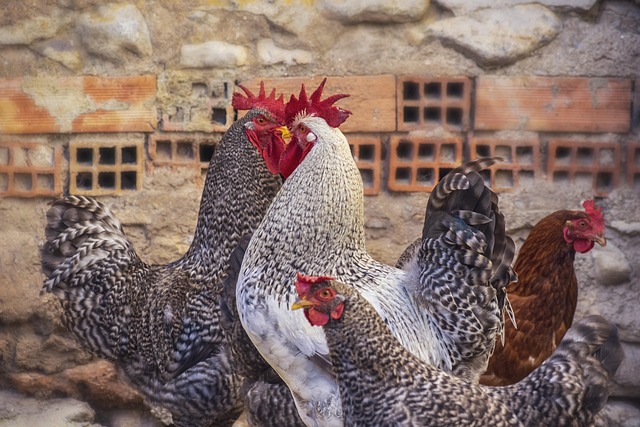 A clean chicken coop with roosting bars and nest boxes, suitable for Pekin bantams