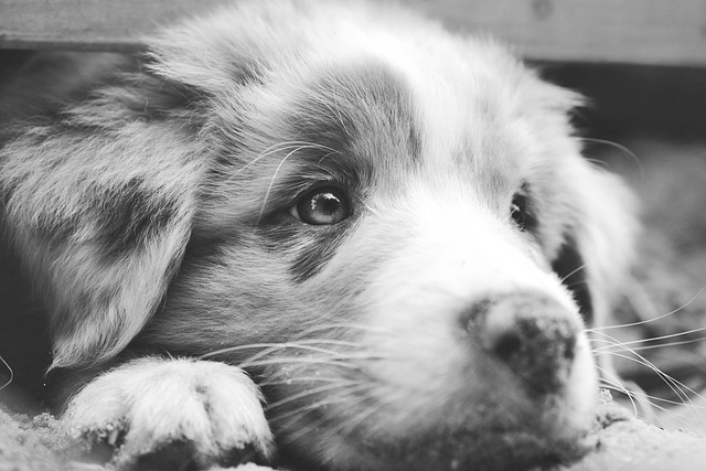 Close-up of an Australian Shepherd's intelligent blue eye