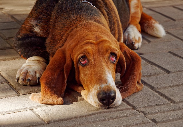 Close-up of a Basset Hound puppy's ear being gently cleaned