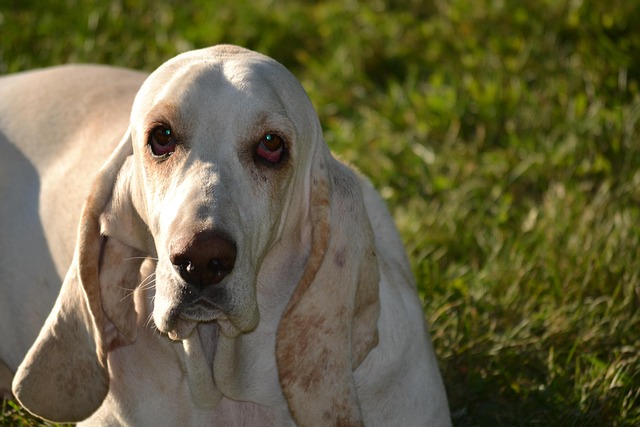 Close-up of a Basset Hound's droopy ears and loose facial skin