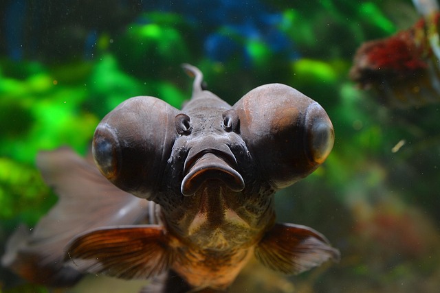 Close-up of a Black Moor goldfish showing its distinctive telescope eyes and velvety black scales. (black moor breeding)