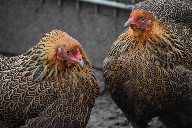 Close-up of a Brahma chicken's feathered legs and feet (brahmas chicken breed)