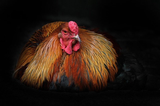 Close-up of a Brahma chicken's feathered legs and feet