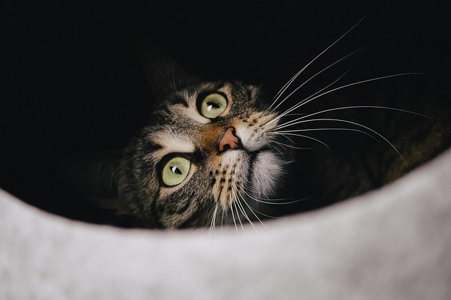 Close-up of a cat's ear showing normal ear wax (how to clean cat ears)