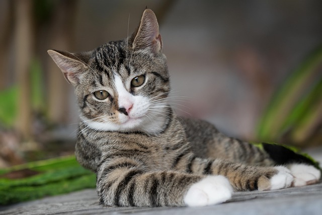 Close-up of a cat (cat litter cats)'s paw gently pressing into fine-grained clumping cat litter