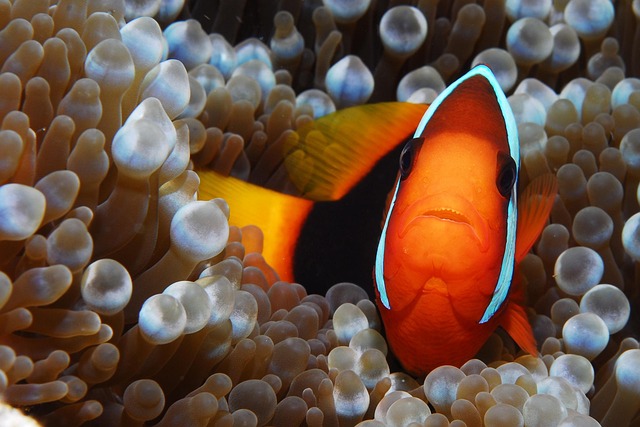 Close-up of clown fish eating flake food in an aquarium.