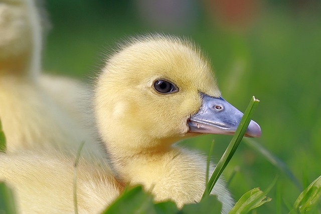 A close-up of fluffy ducklings with their mother, pecking at a shallow water dish with feed. (duck food for ducklings)