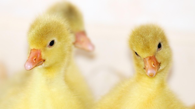 Close-up of fluffy yellow Pekin ducklings gathered around a shallow water dish