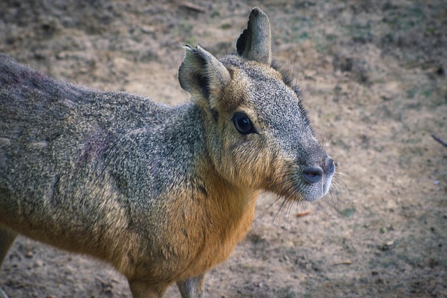 Close-up of a patagonian cavy eating fresh greens