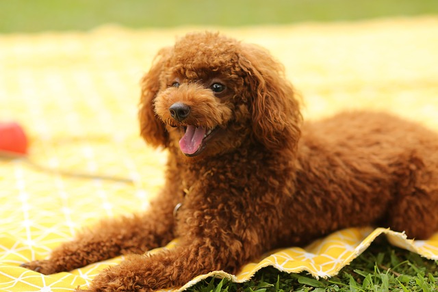 Close-up of a Poodle's curly coat being brushed